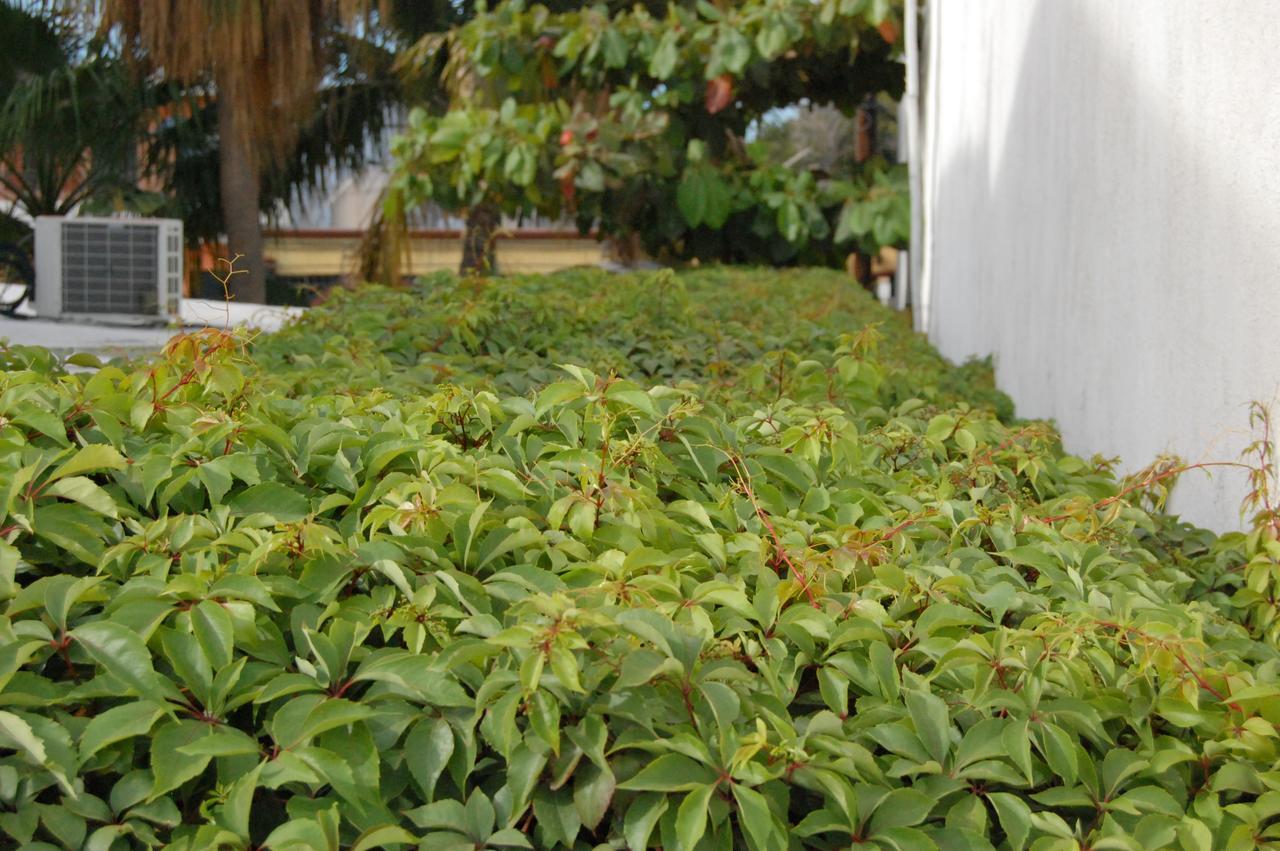 Leo'S Baja Oasis Ξενοδοχείο La Paz Εξωτερικό φωτογραφία